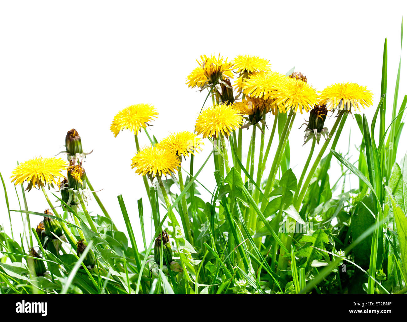 Dandelion flowers in the fresh green grass. Stock Photo