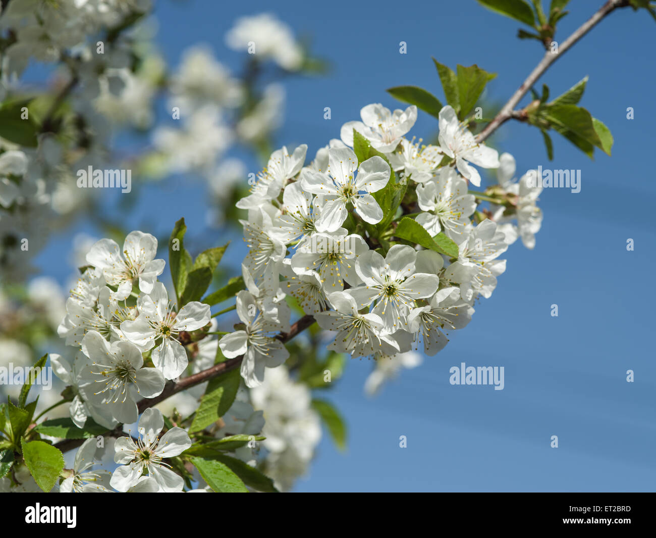 Blooming apple tree twig. Closeup shot. Stock Photo