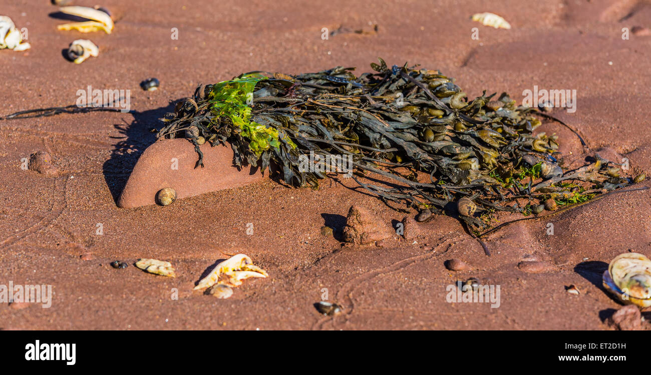 Seaweed, probably kelp, clinging to a sandstone rock on a Prince Edward Island beach at low tide. Stock Photo