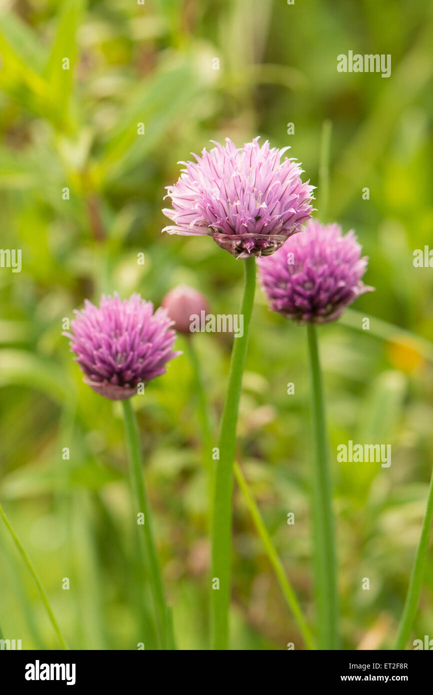 Chives in flower Stock Photo