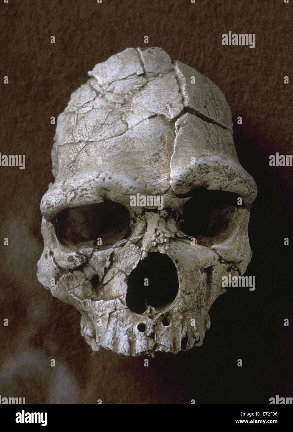 Tautavel Man. Subspecies of the hominid Homo erectus. 450.000 years old fossil. Discovered in the Arago Cave in Tautavel, France. Stock Photo