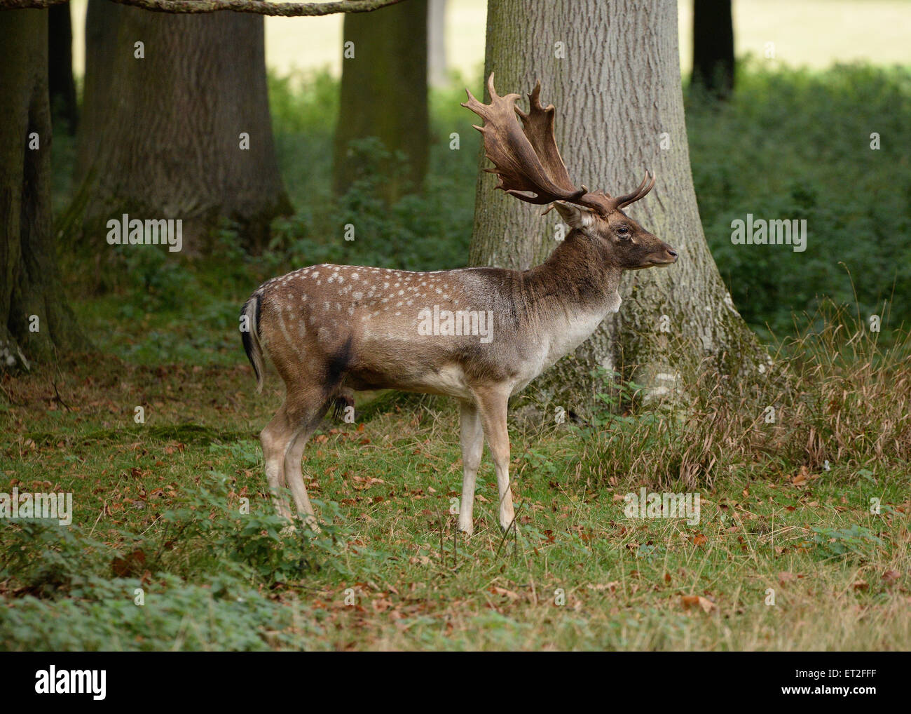 dama dama fallow buck with antlers side on view Stock Photo