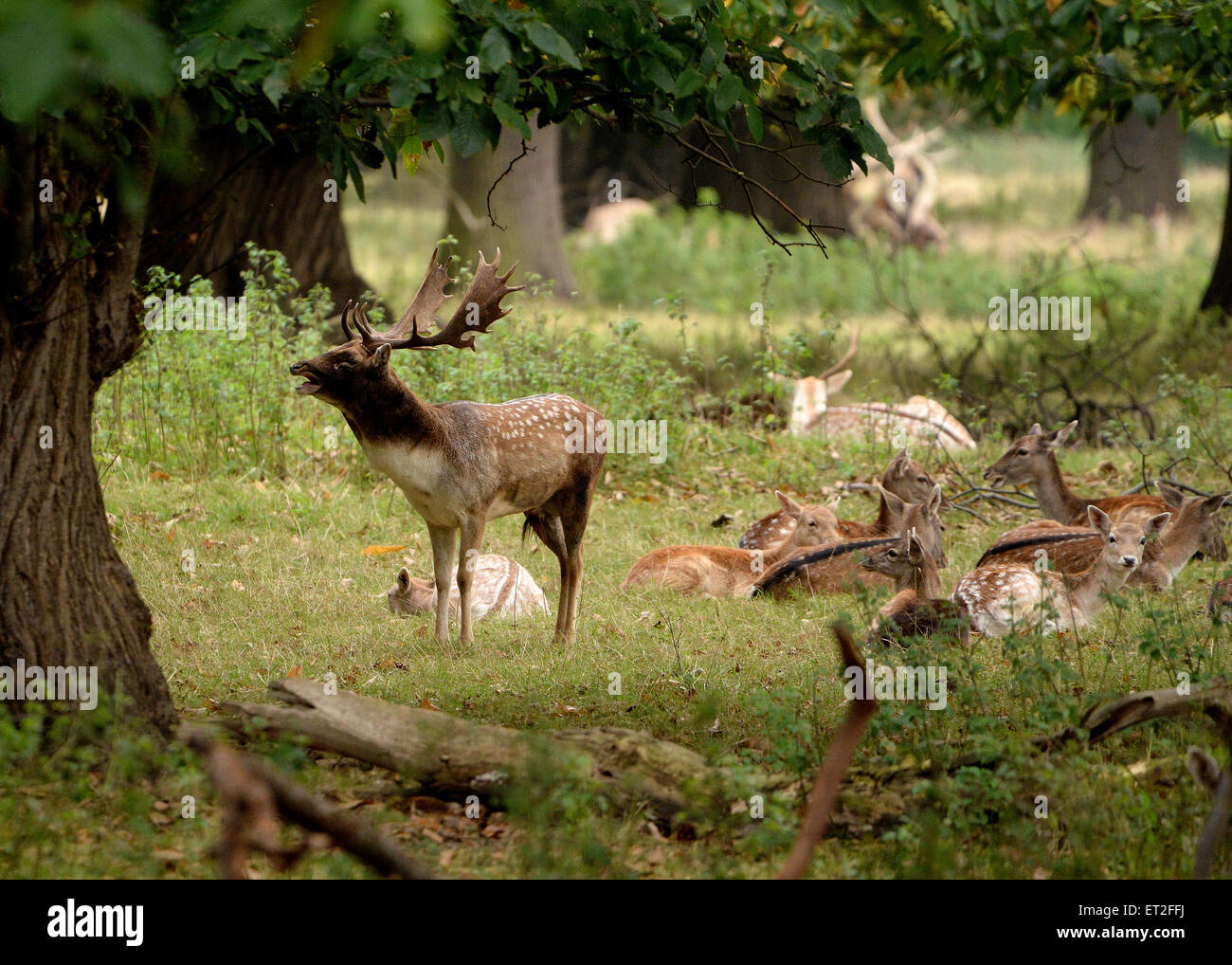 dama dama fallow buck in rut standing guard over harem  bellowing with  does lay down in woodland scene Stock Photo