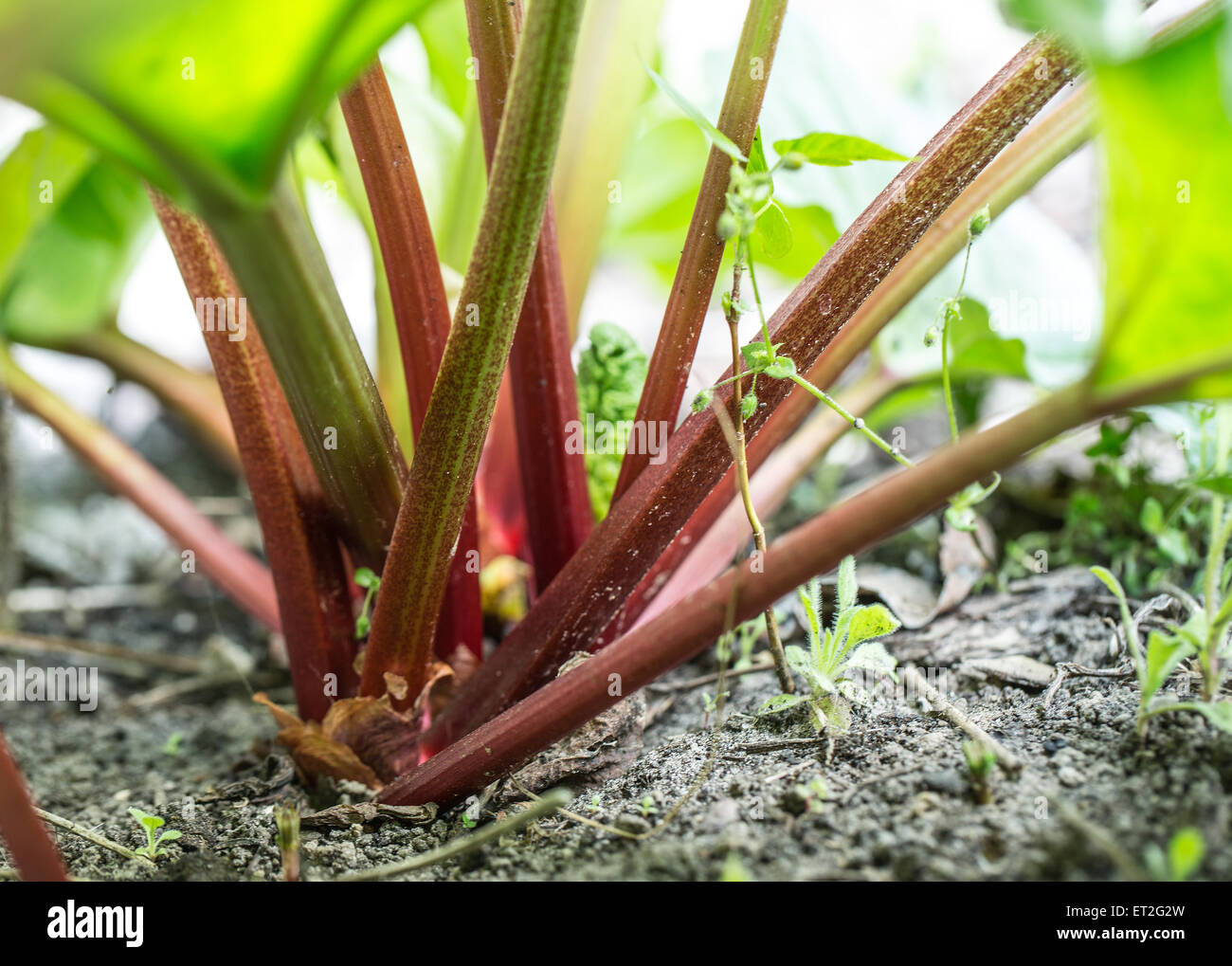 Rhubarb grows in the garden. Stock Photo