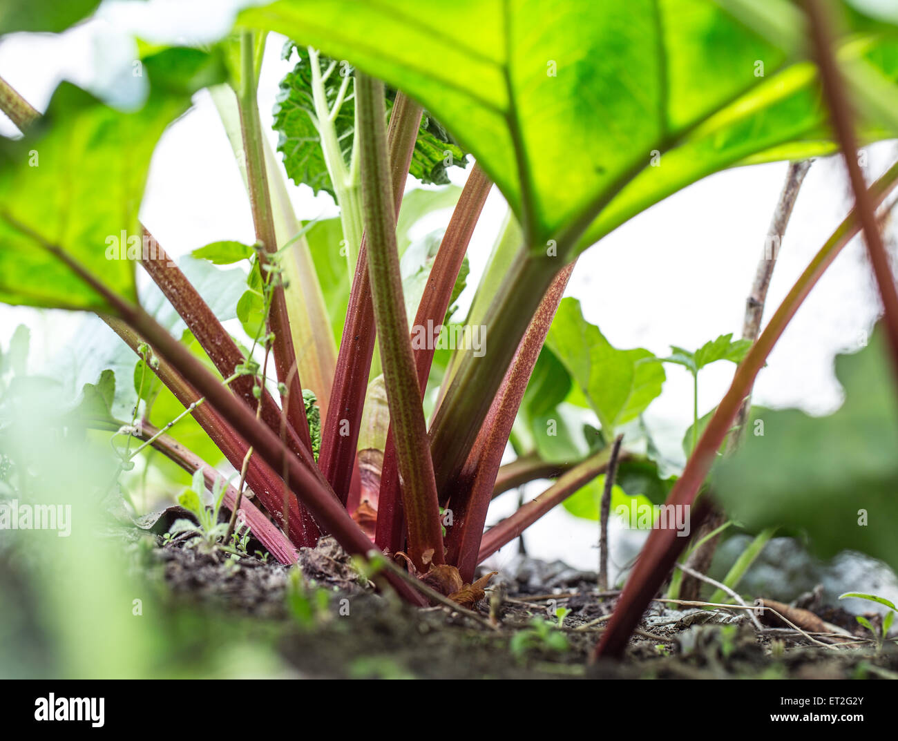 Rhubarb stalks grow in the garden. Stock Photo