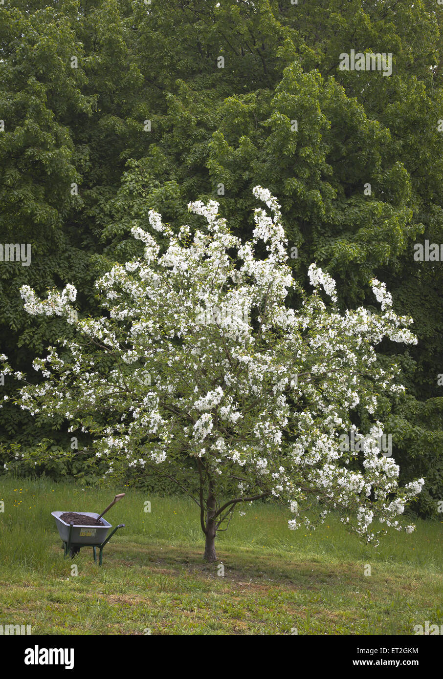 Crab apple tree with wheelbarrow in front of evergreen hedge Stock