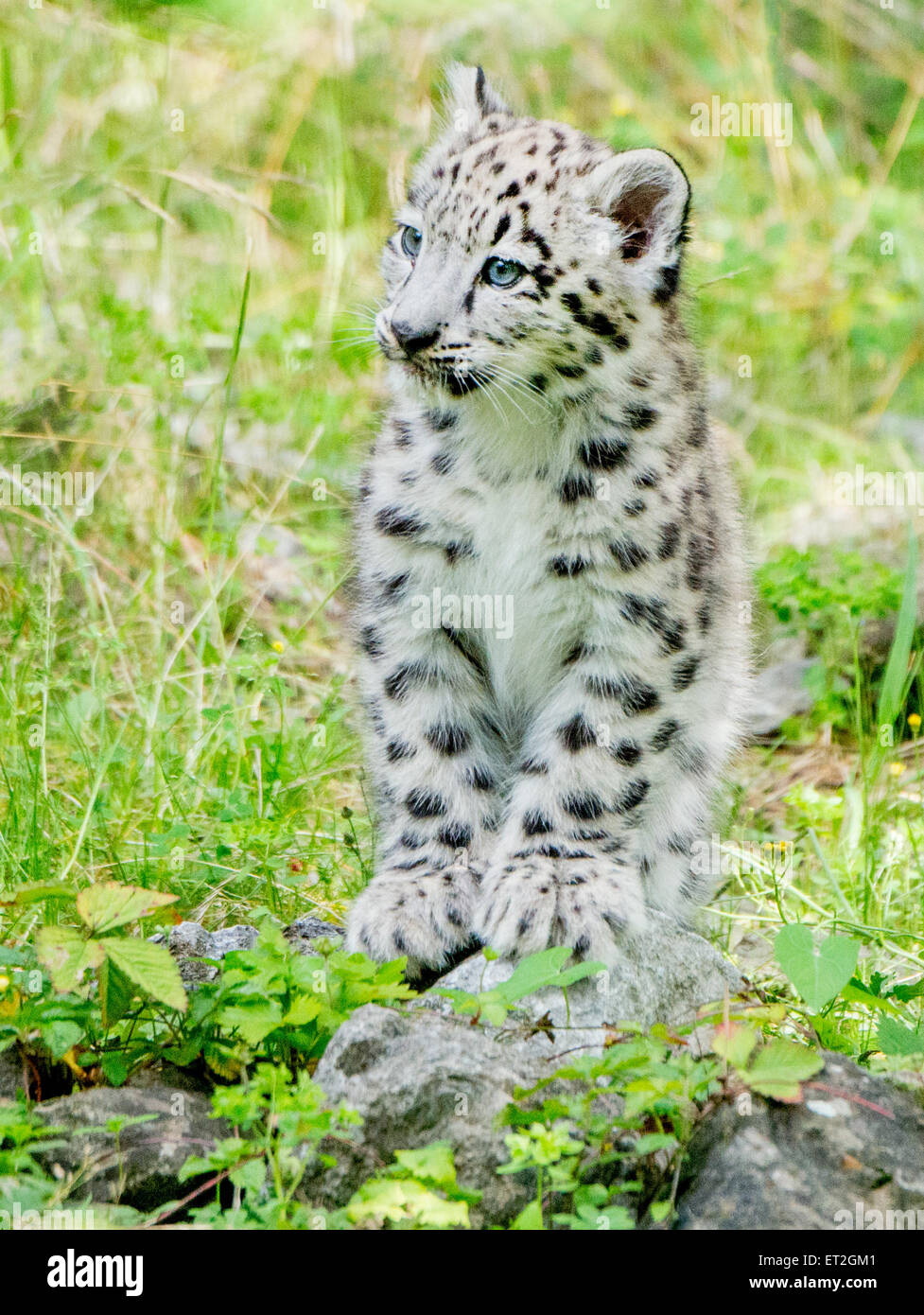 Young leopard looking hi-res stock photography and images - Alamy