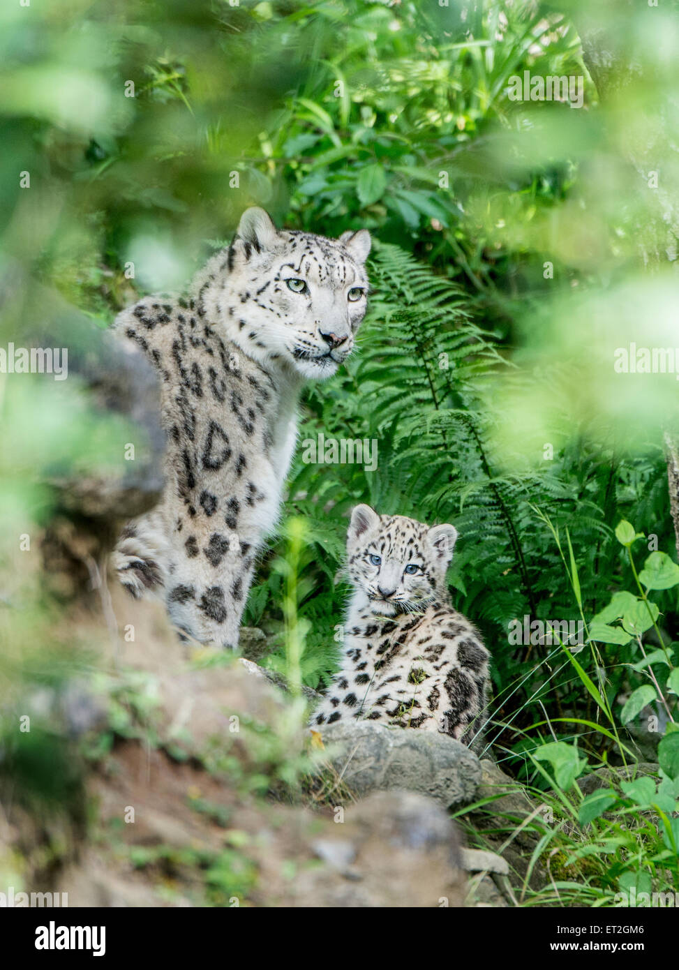 Mother with her snow leopard cub Stock Photo - Alamy