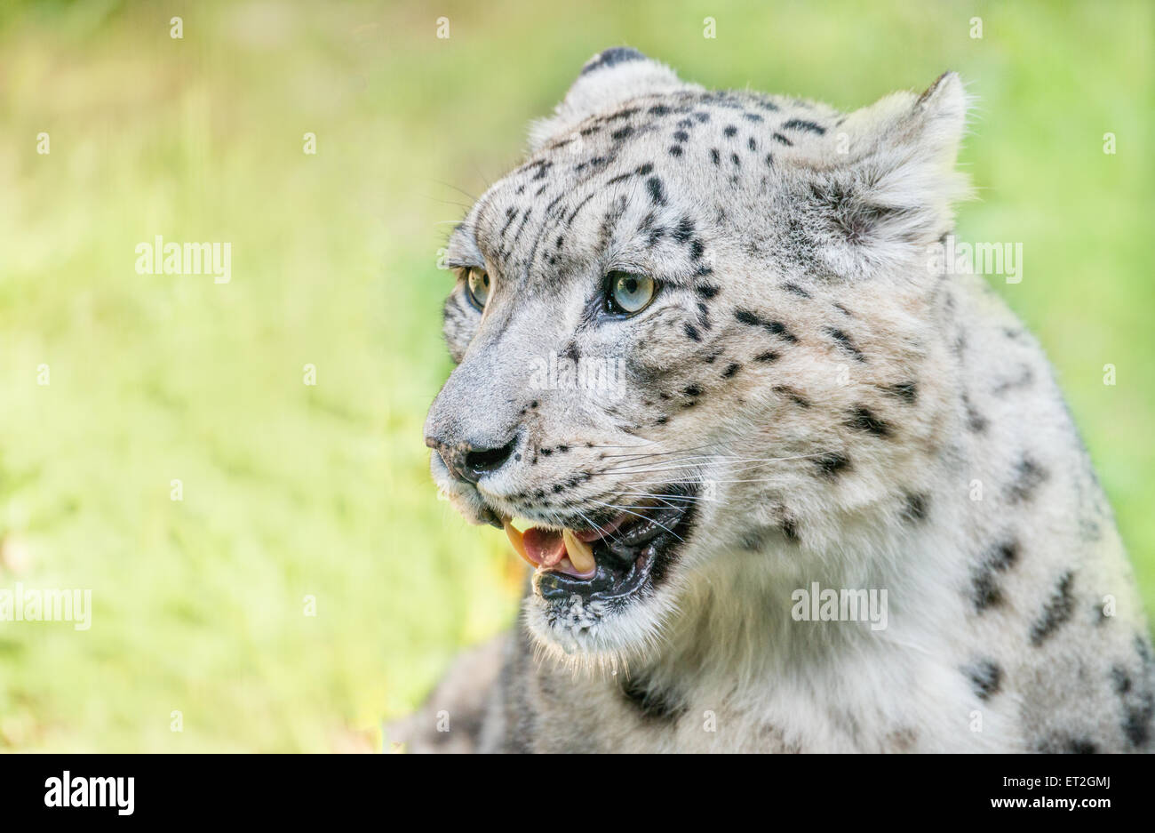 Snow leopard face close-up Stock Photo