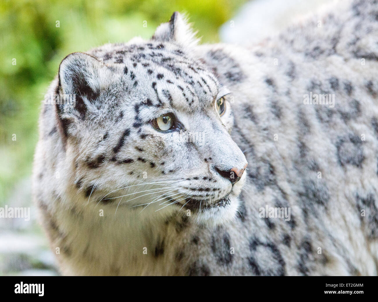 Snow leopard looking back Stock Photo Alamy