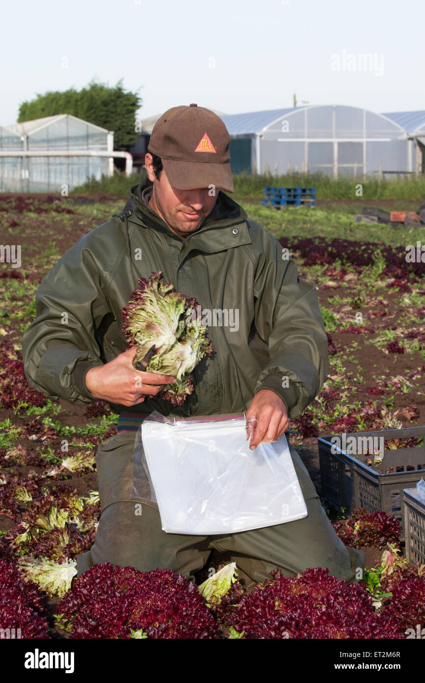 Tarleton, Lancashire, UK 11th June, 2015 UK Weather. Carlos Rodrigues picking Lollo Rosso  Lettuce as warm weather stimulates demand for Salad crops. Warm temperatures and drying soils enable farm workers, labourers and owners to plant spring fruit and vegetables.  This agricultural area has traditionally employed many hard working migrant workers, for planting, picking and packing crops for the supermarkets. Some growers have shown concerns at shortfalls of crucial seasonal labourers needed for a 6am start. The area is a significant producer of field vegetables and crops. Stock Photo