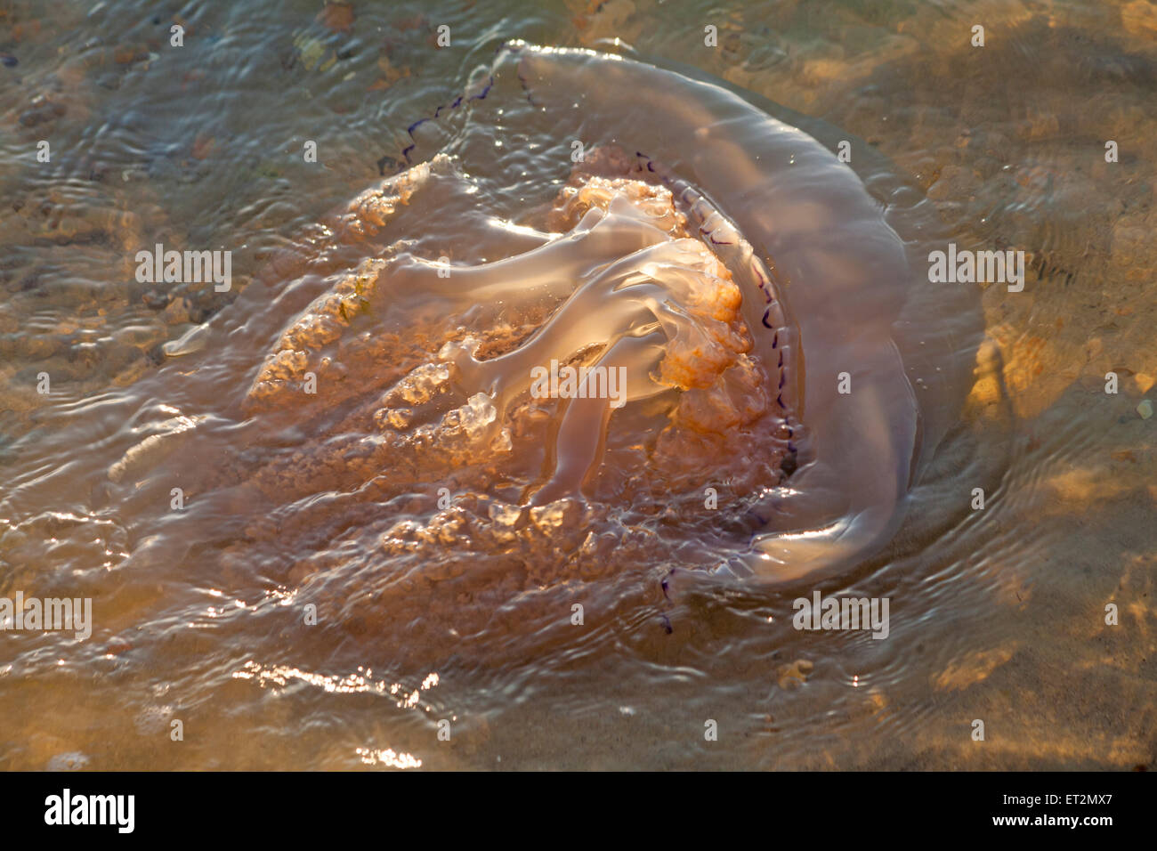 Barrel jellyfish, Rhizostoma pulmo, being washed ashore at Sandbanks, Poole, Dorset in the evening light in June. Barrel jelly fish. Stock Photo