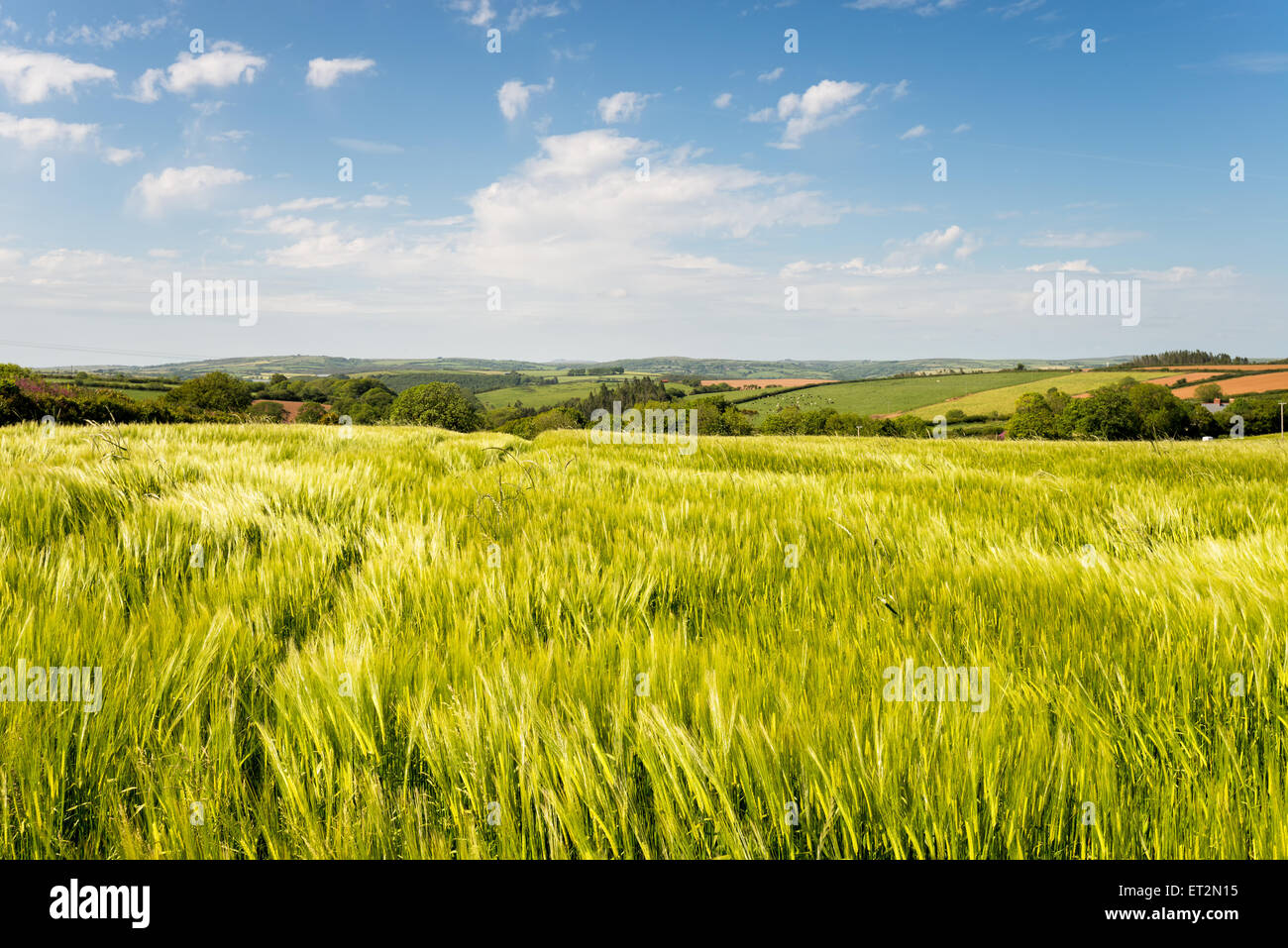 Summer in the Englsih countryside at barley fields near West Taphouse in Cornwall Stock Photo