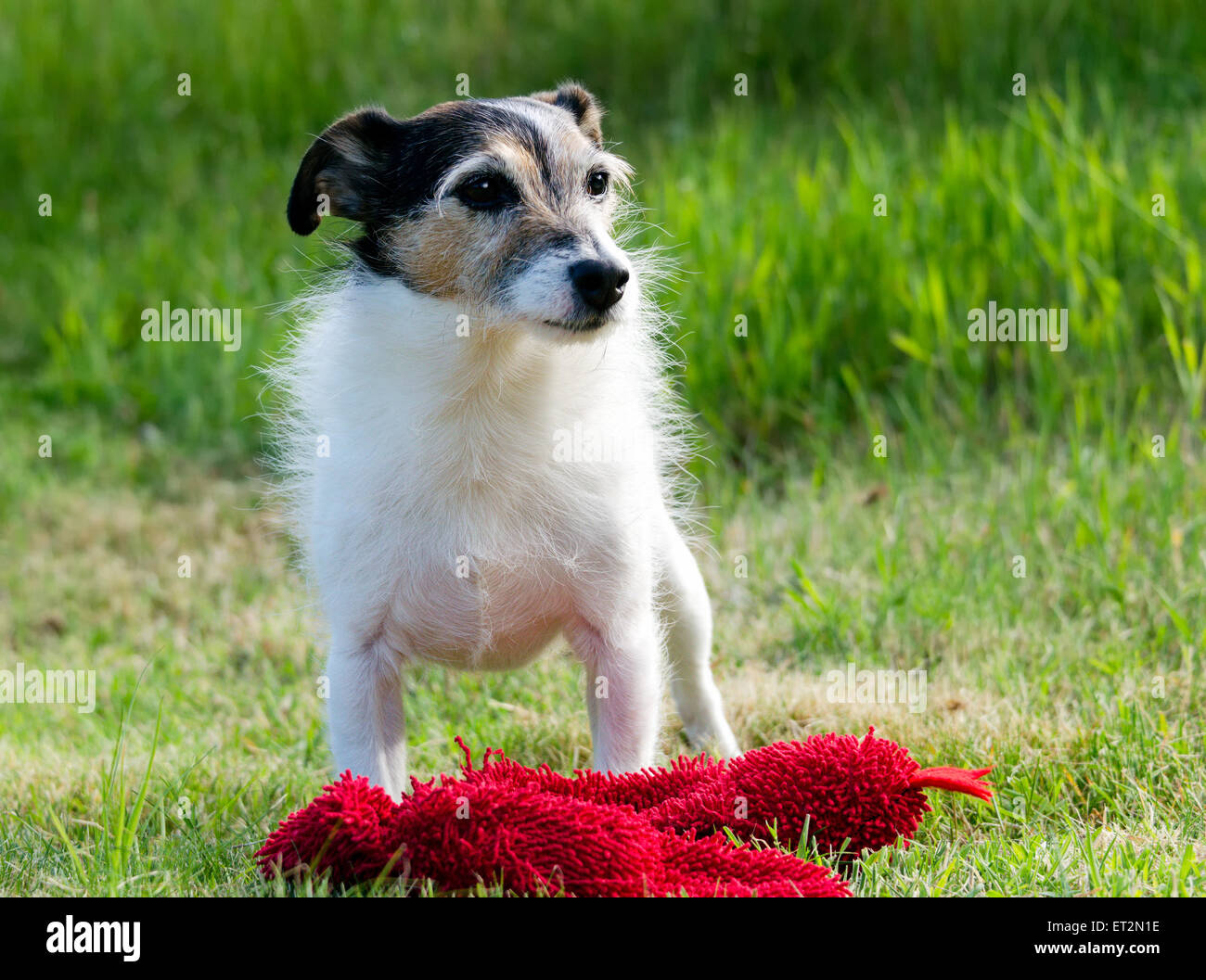 Jack Russell Terrier with a soft toy outside on grass Stock Photo