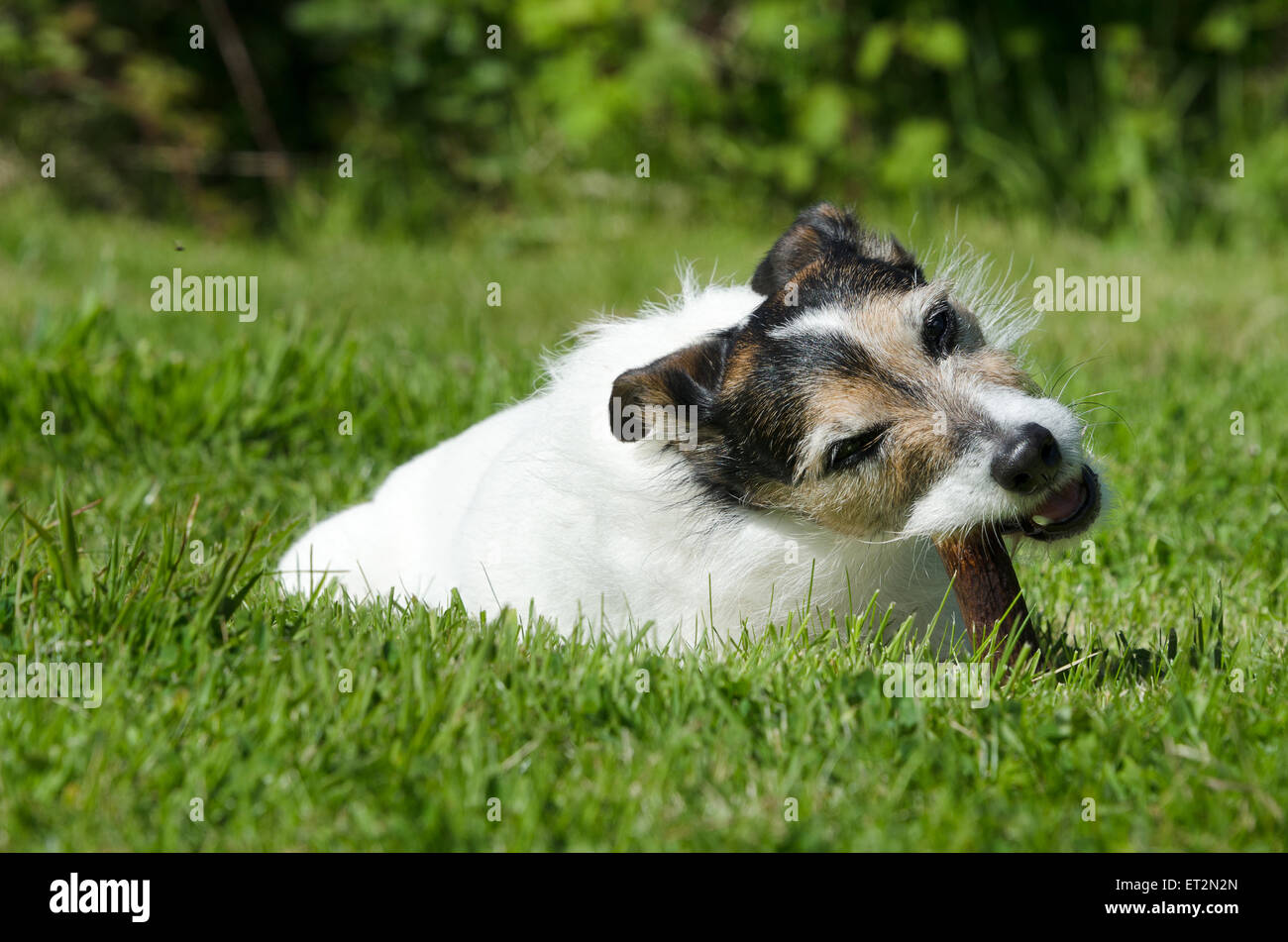 Jack Russell Terrier chewing on a bone Stock Photo