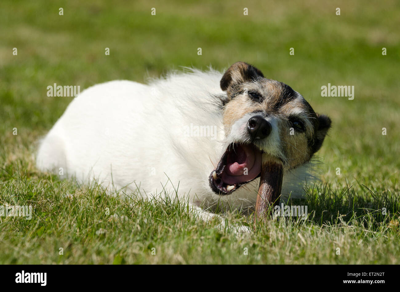 Jack Russell Terrier laid in the grass chewing a bone Stock Photo