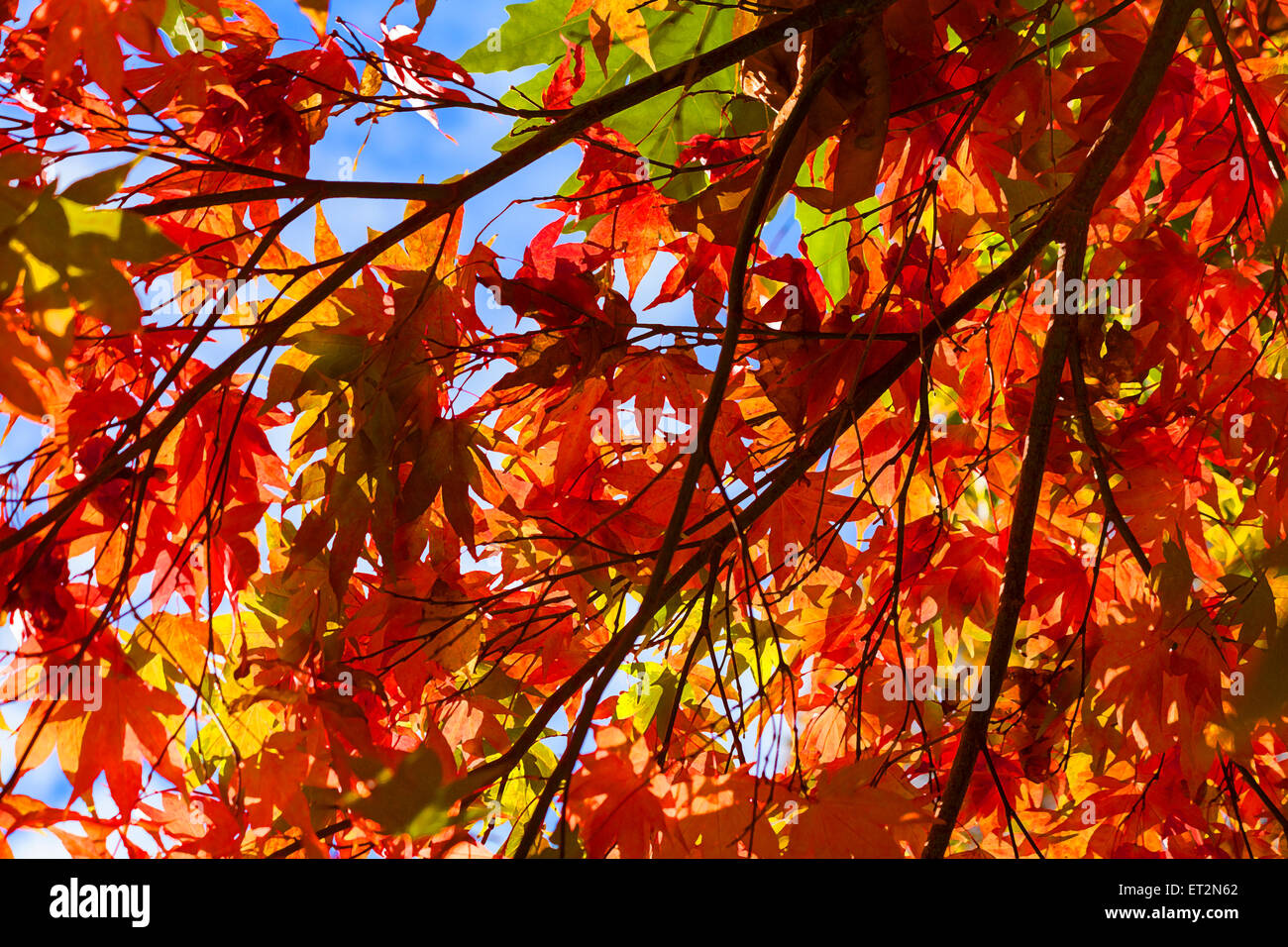 Painterly effect] of Autumn colours of acer leaves in October Stock Photo