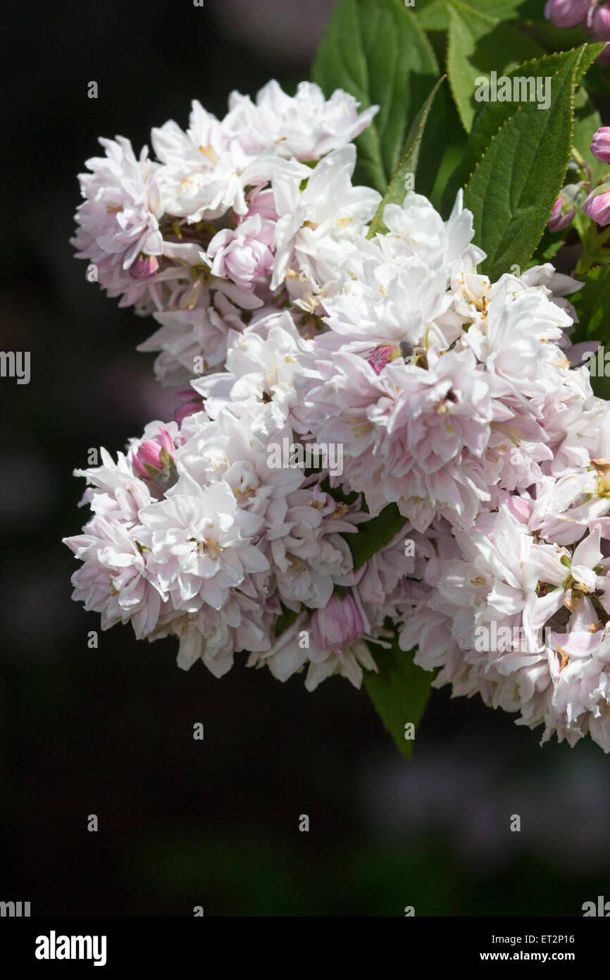 Pink, double flowers of Deutzia scabra 'Rosea Plena' will fade to white with age Stock Photo