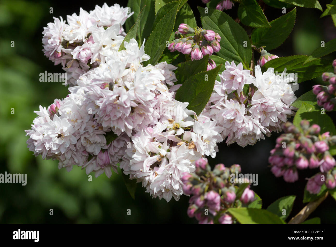 Pink, double flowers of Deutzia scabra 'Rosea Plena' will fade to white  with age Stock Photo - Alamy