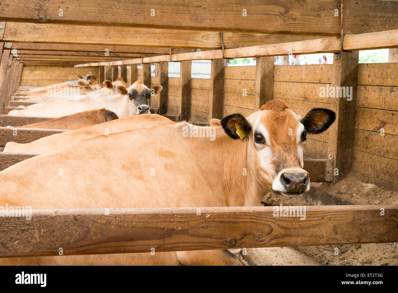 Jersey cows on a dairy farm in the UK Stock Photo - Alamy