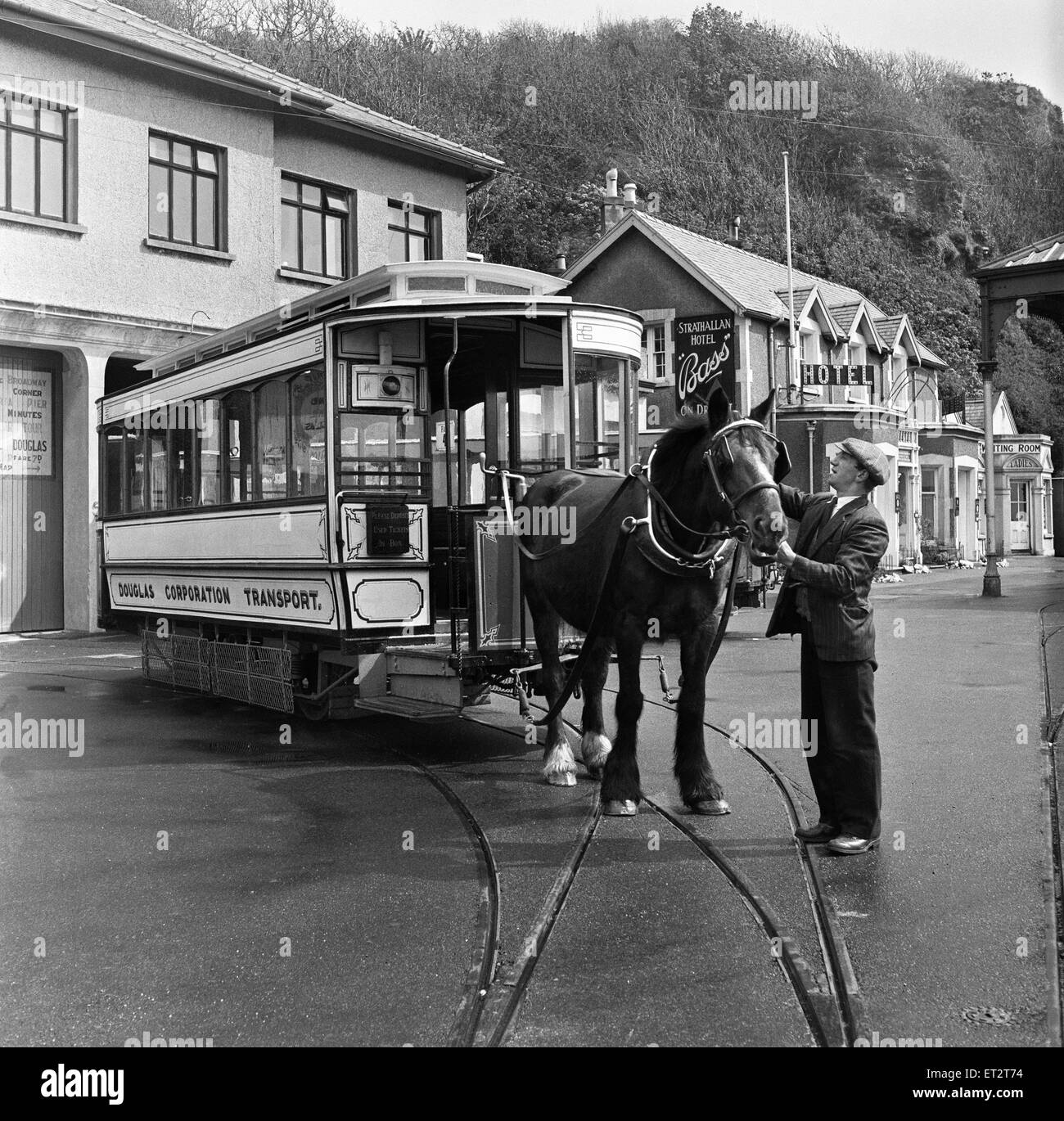 Douglas, Isle of Man. Betty 12, a dark Bay Irish Hackney (or Irish Cob) is one of the 75 horses to pull one of the 31 horse trams which go up and down the Douglas front. 7th May 1954. Stock Photo