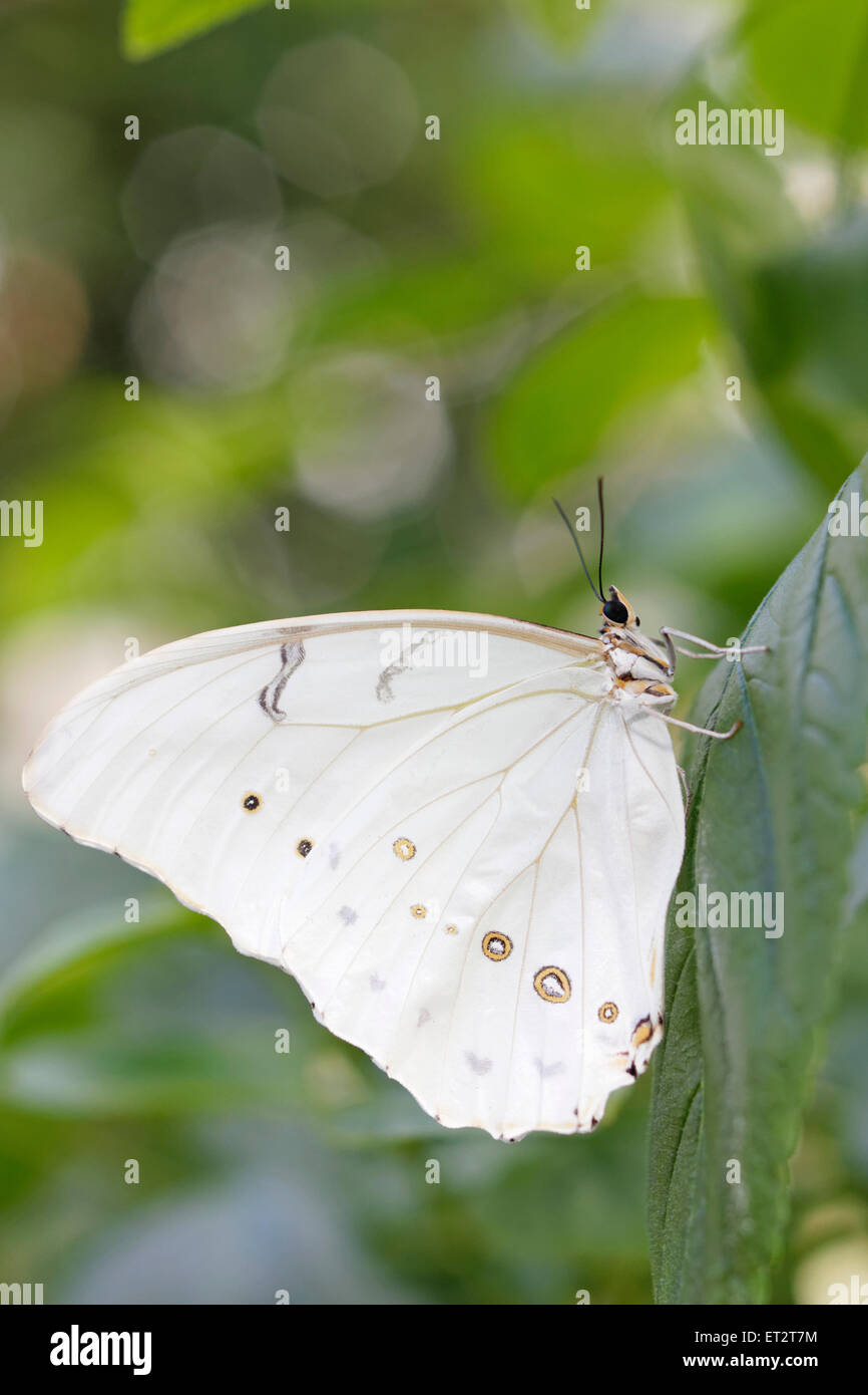 White Polyphemus Butterfly (White Morpho) Stock Photo