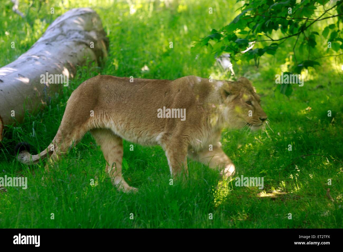 Edinburgh. UK. 11 June. The new female Asiatic lion, Roberta is ...