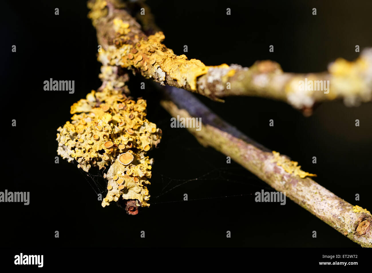 Lichen on the bark of a flowering cherry tree Stock Photo