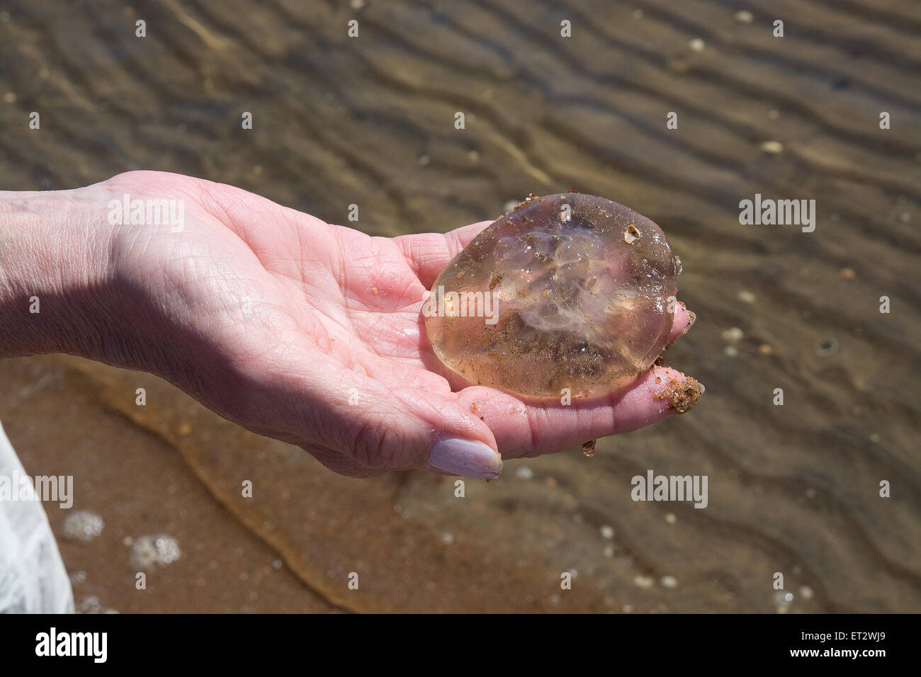 Moon jellyfish in hand. Other names are common jellyfish, saucer jelly, Aurelia aurita, on Swedish west coast. Falkenberg, Swede Stock Photo