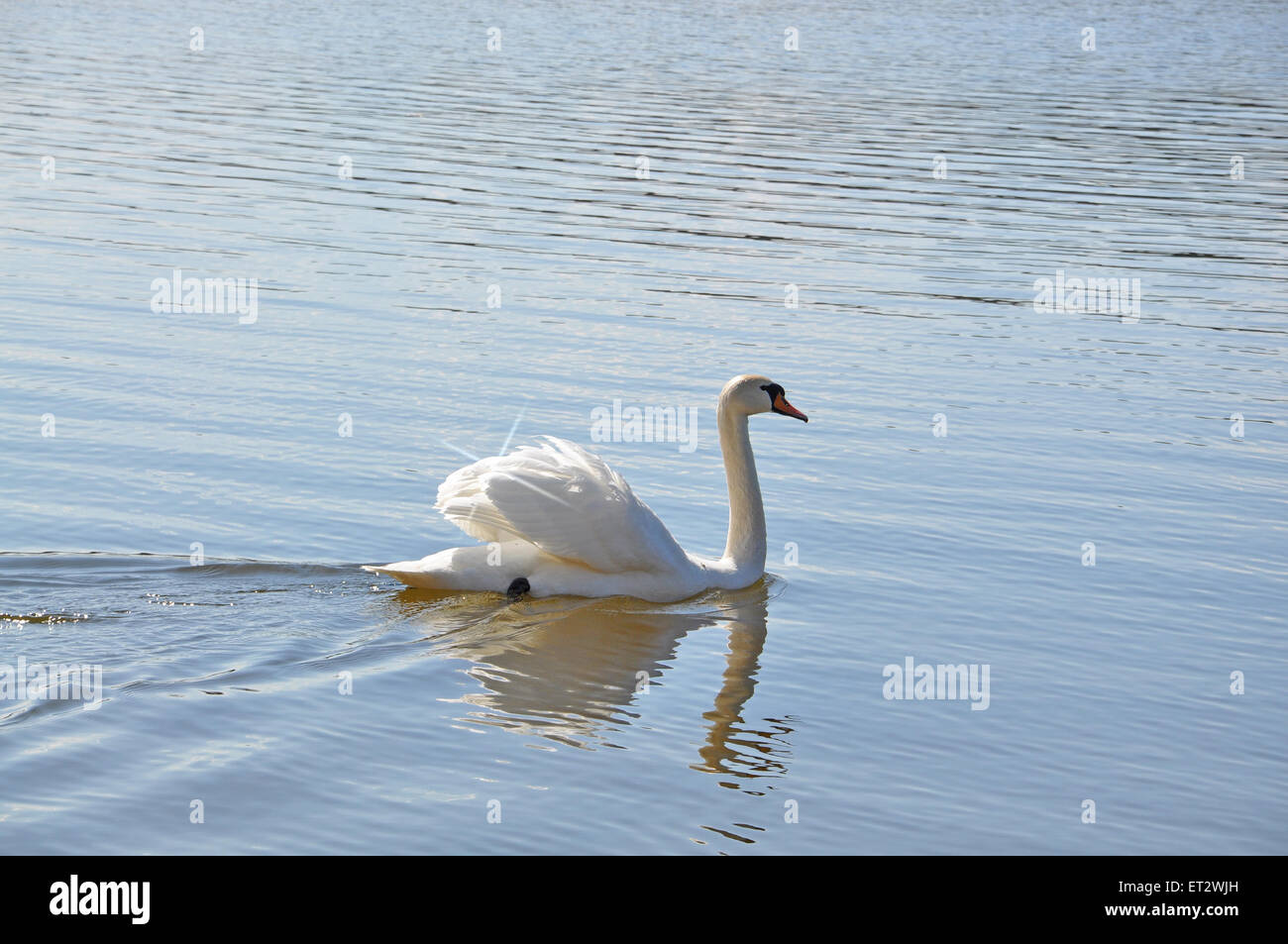 White swan swimming in blue water with small star effect. Stock Photo
