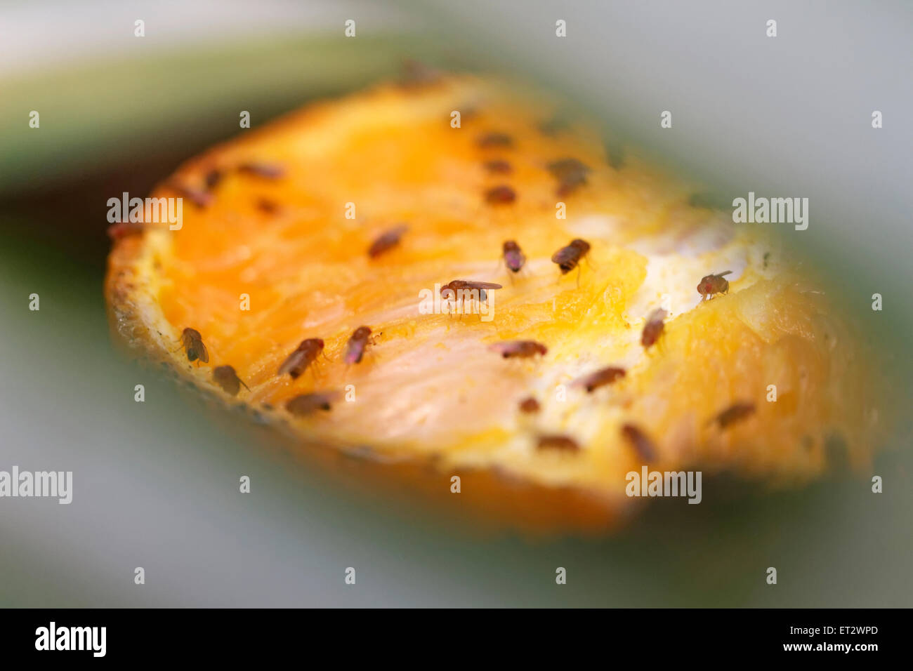 Fruit flies on a segment of orange Stock Photo