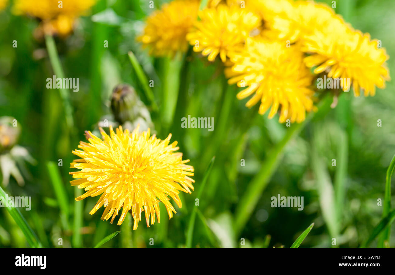Dandelion flowers in the fresh green grass. Stock Photo