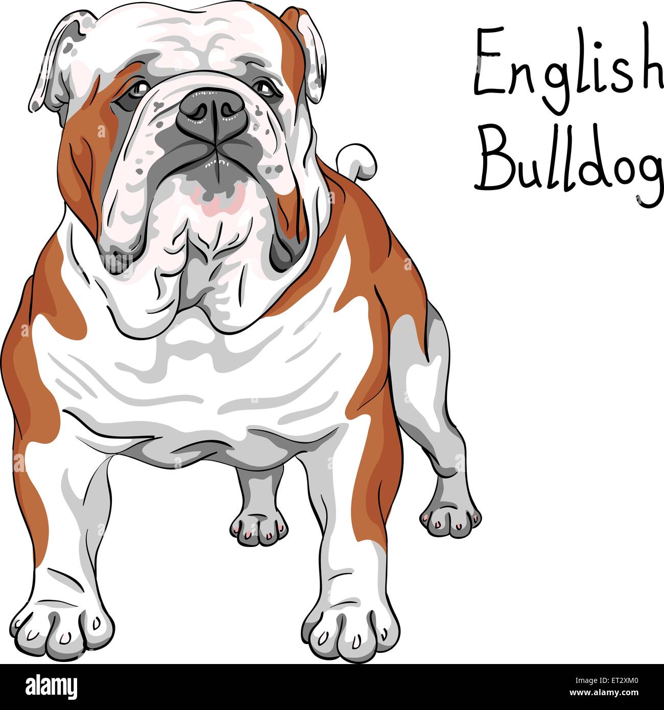 vector sketch dog English Bulldog breed Stock Vector