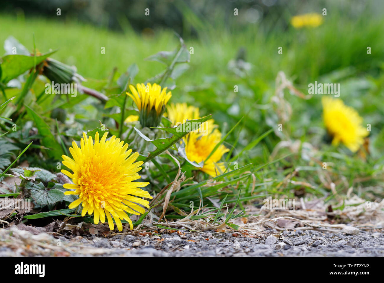 Dandelion weeds on the edge of a path Stock Photo