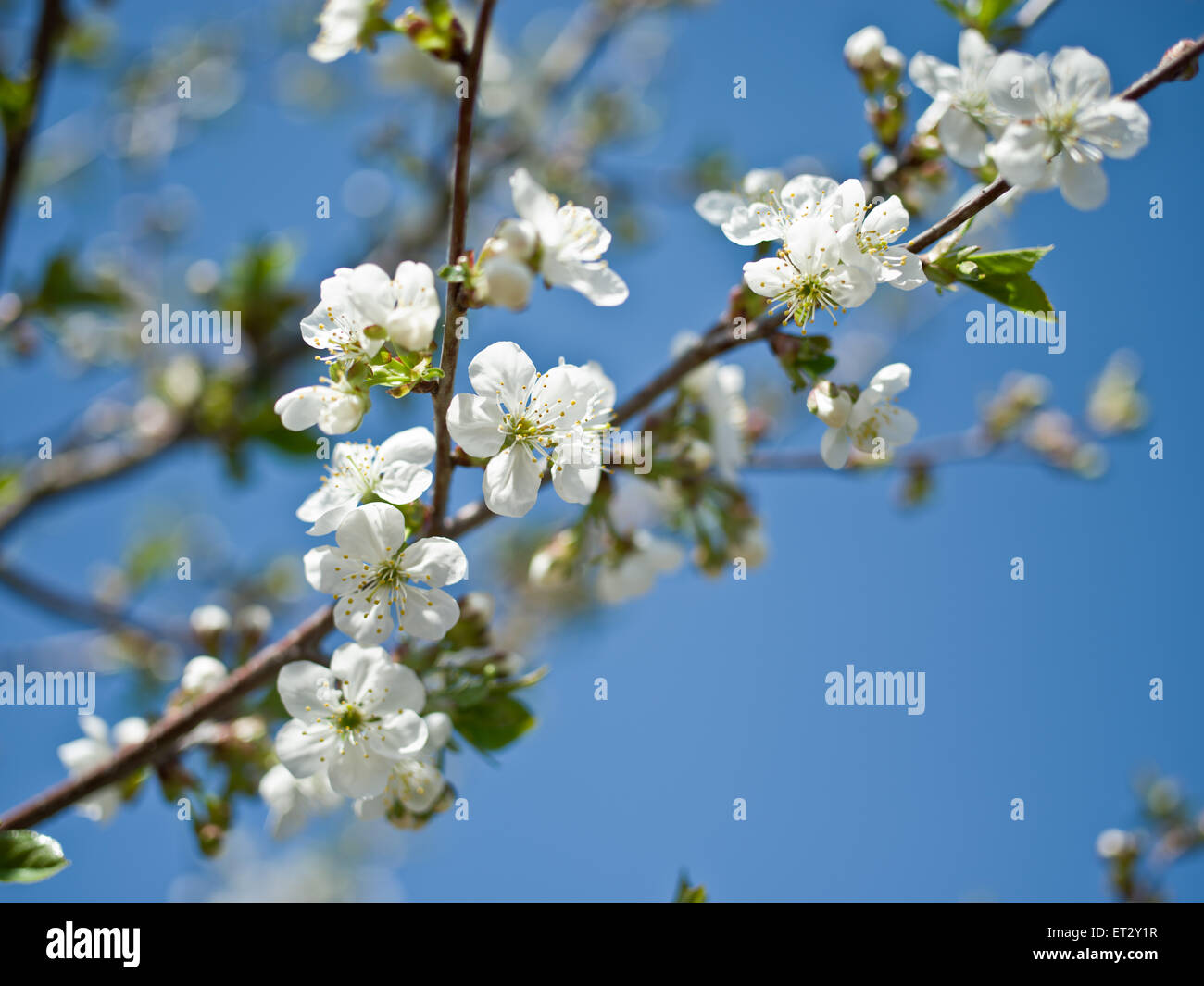 Blooming cherry tree twig. The blue sky on the background Stock Photo ...