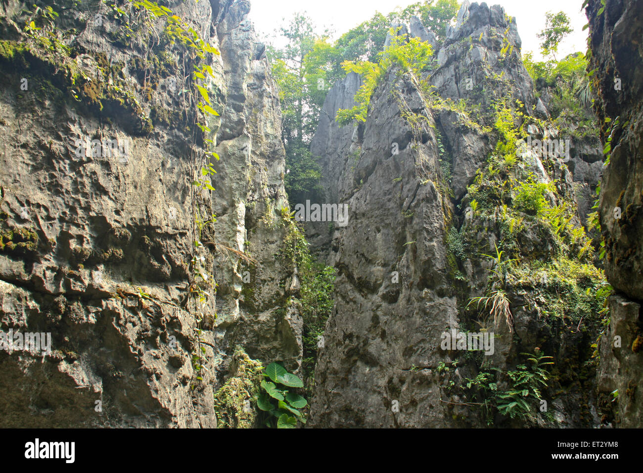 The sharp peaks of the mountains - the Stone Forest. Stock Photo