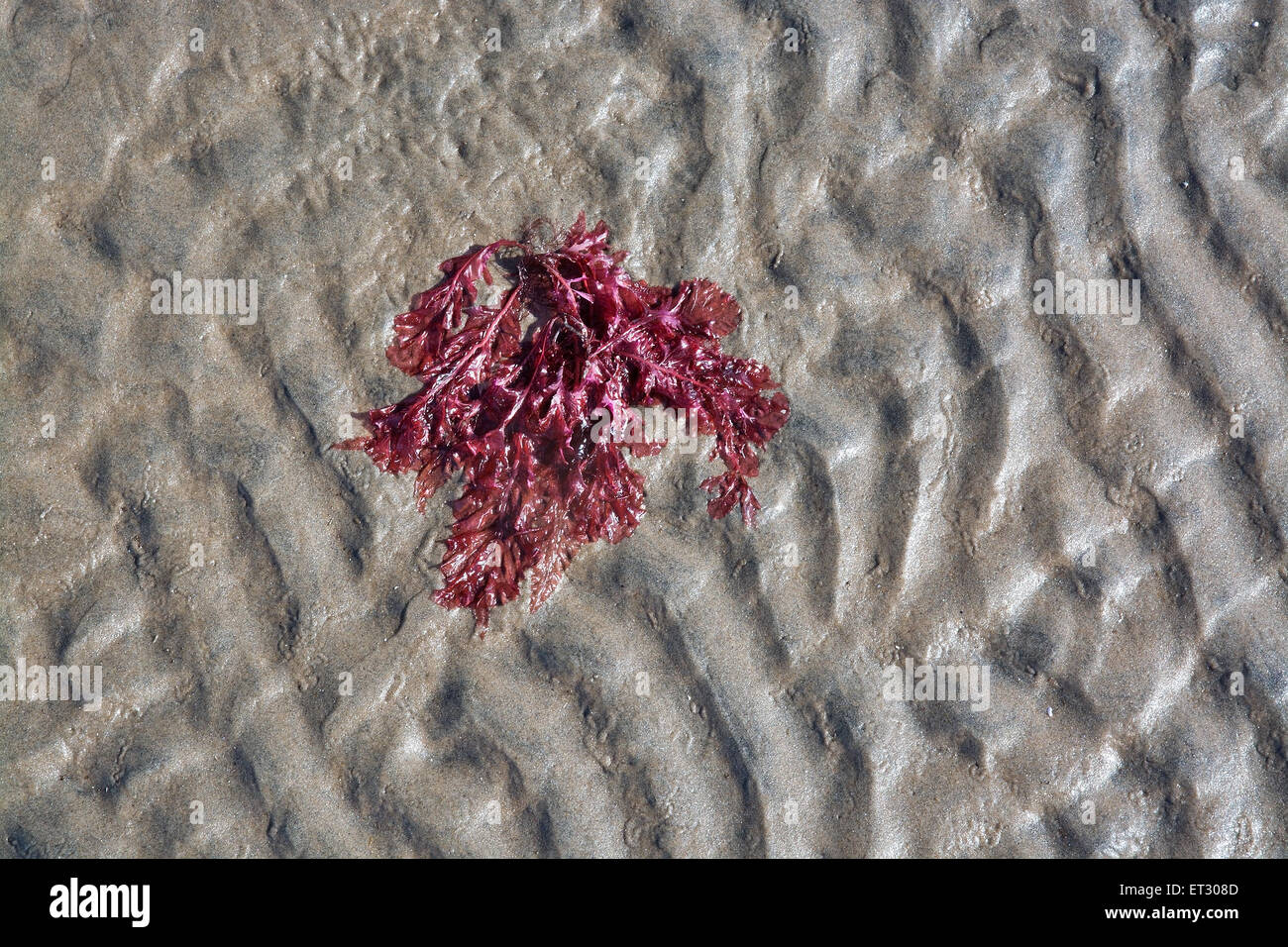 Abstract sand and red seaweed pattern, seaside natural organic landscape detail. Stock Photo