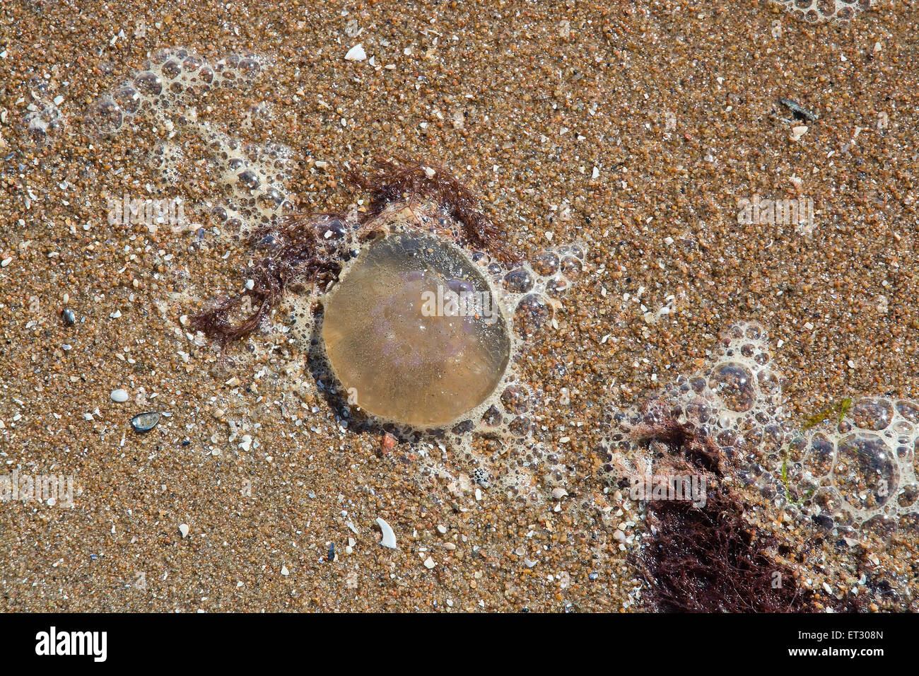Moon jellyfish in sand, common jellyfish, saucer jelly, Aurelia aurita, common on Swedish west coast. Stock Photo
