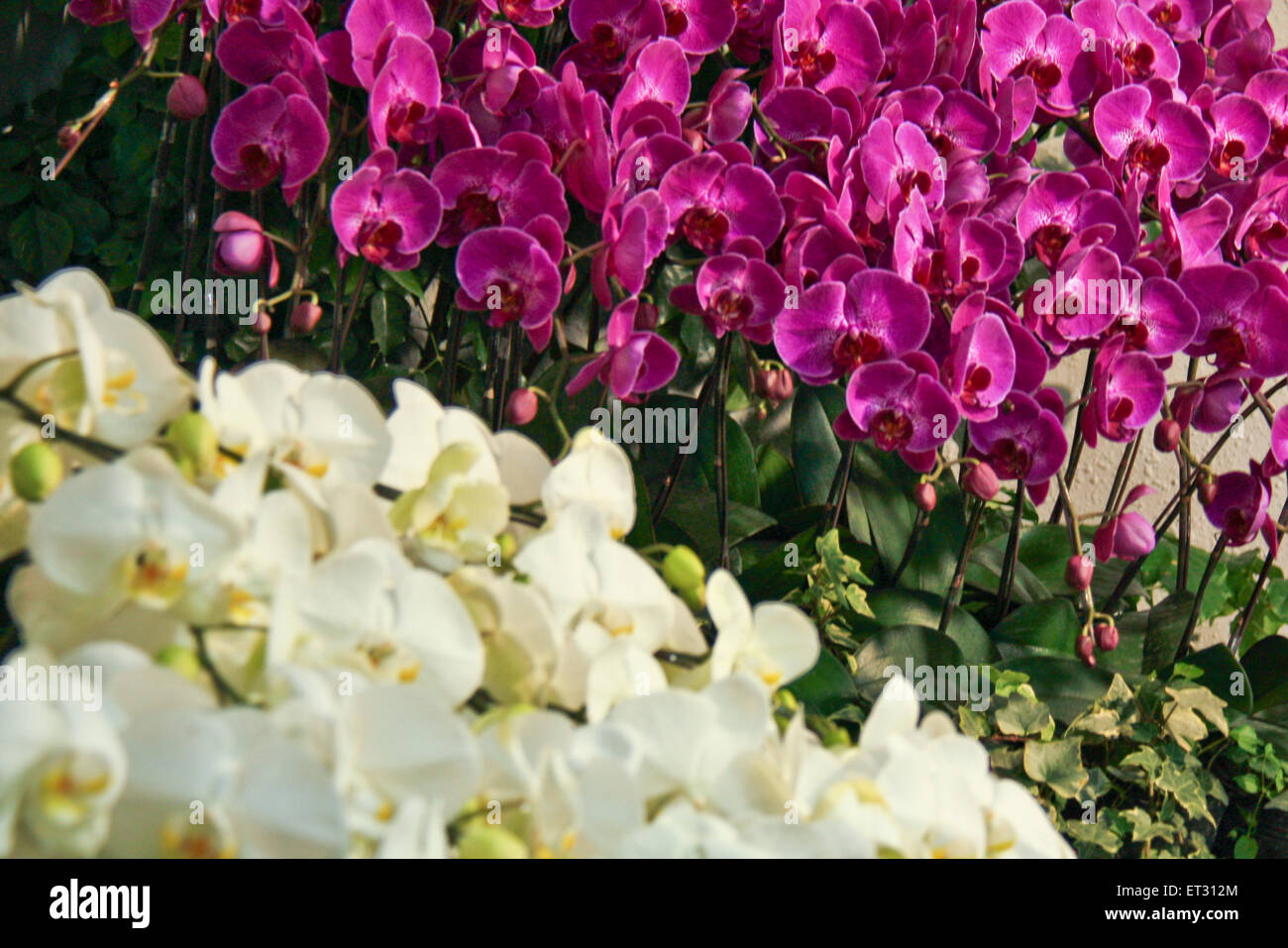 variety of beautiful and original colors of orchids. Stock Photo