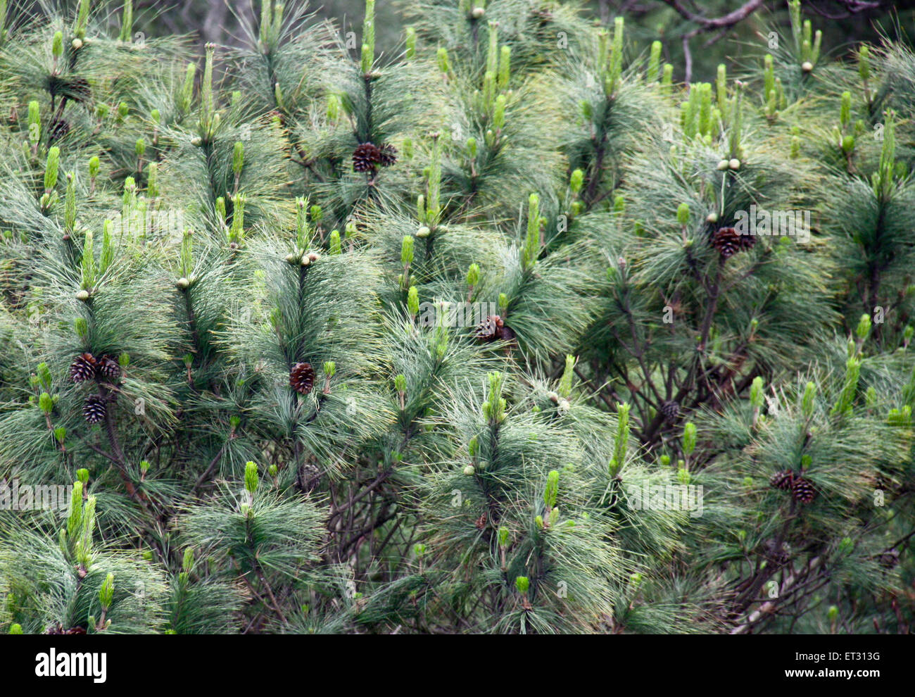 Natural beautiful ornament pine trees. Stock Photo