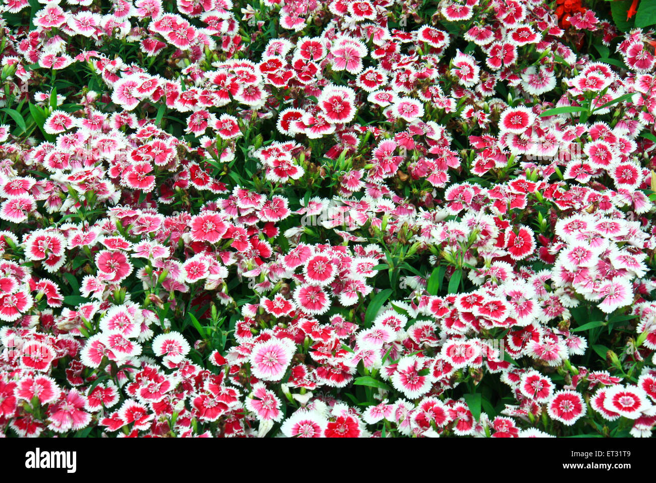 MB SEA FLOWERS PRINTED LAWN main image 1