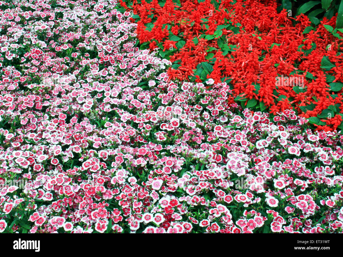 MB SEA FLOWERS PRINTED LAWN