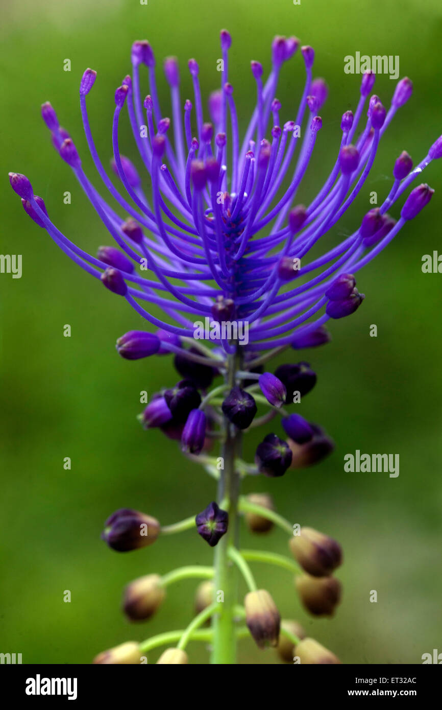 Tassel hyacinth, Leopoldia comosa, Muscari comosum flower Stock Photo