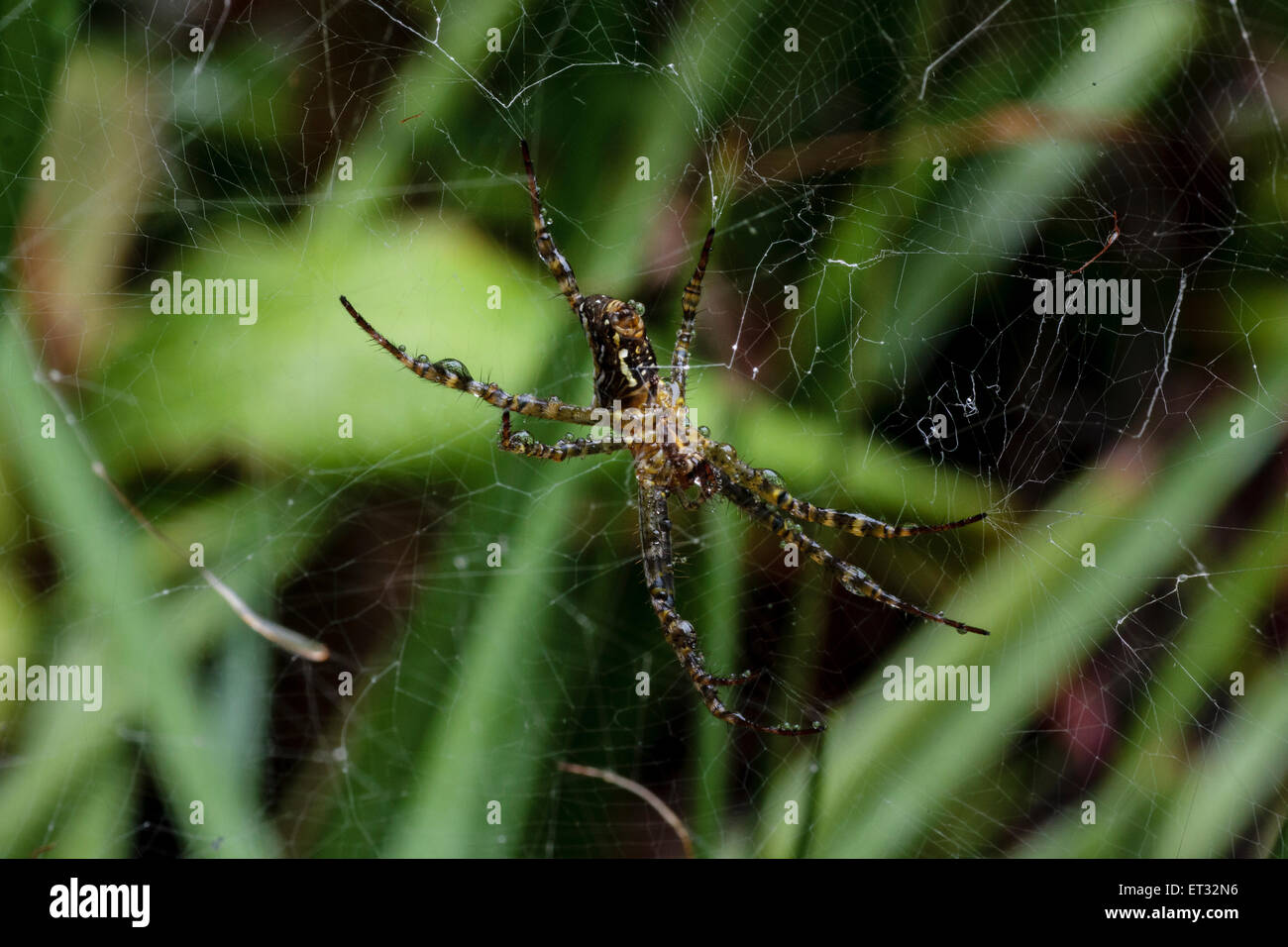 St Andrew's Cross Spider in the rain Stock Photo