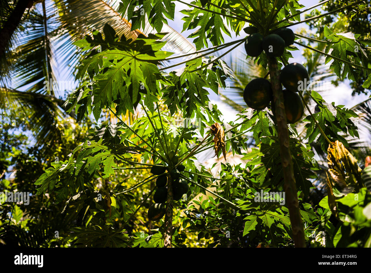 Papaya tree growing at a fruit farm just outside Kandy in the Sri Lanka ...