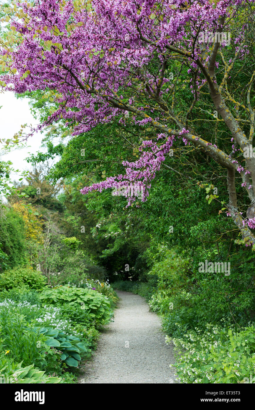 Cercis siliquastrum. Judas tree in flower and pathway at Waterperry Gardens. Oxfordshire, England Stock Photo