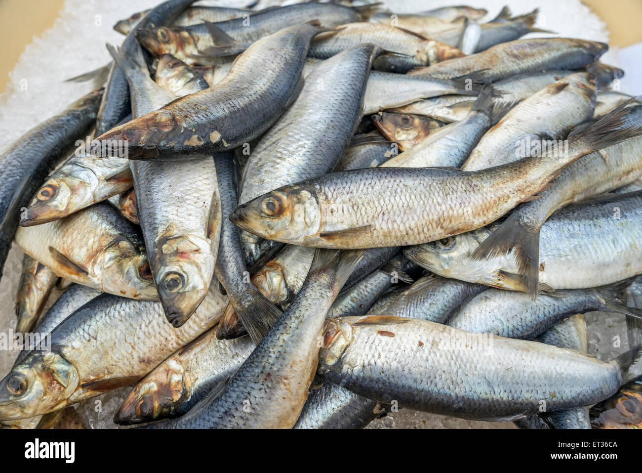 Freshly caught herring, Iceland. Stock Photo