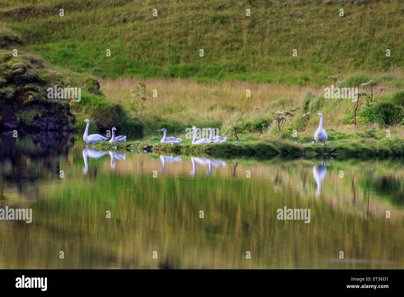 Swans (Cygnus buccinator) by lake, Iceland Stock Photo