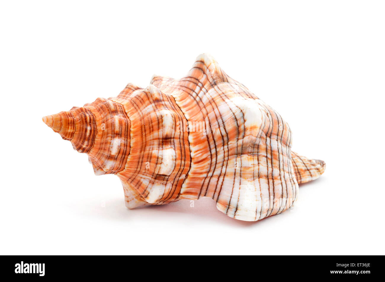 closeup of a nice spired conch on a white background Stock Photo