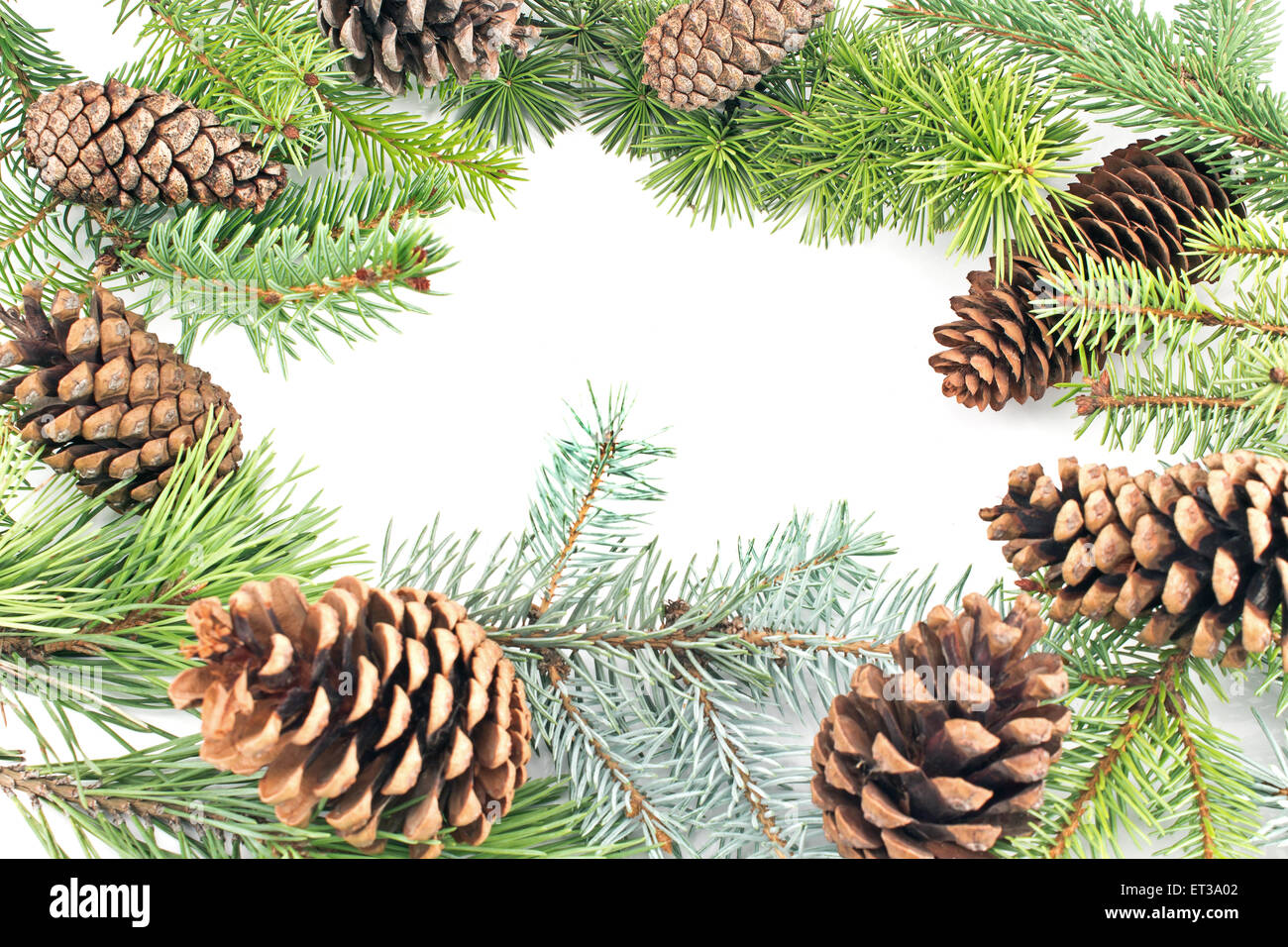 Pine cones and needles on white background Stock Photo Alamy